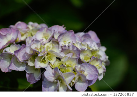 百合紫色繡球花 127205937