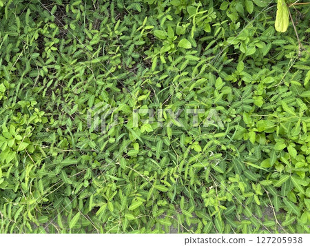 含羞草 含羞草 127205938