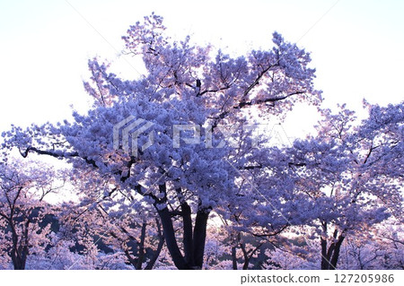 清晨的櫻花 127205986