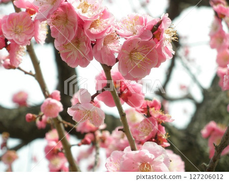 粉紅色的梅花正盛開 粉紅色的梅花正盛開 127206012
