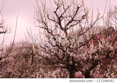Plum blossoms and sunset Plum blossoms and sunset 127206042