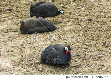 The farm. Turkey closeup sits on the ground The farm. Turkey closeup sits on the ground 127206143
