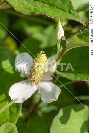 Dokudami wet with morning dew 127206184