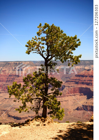 Pine Tree Grand Canyon Arizona Pine Tree Grand Canyon Arizona 127206303