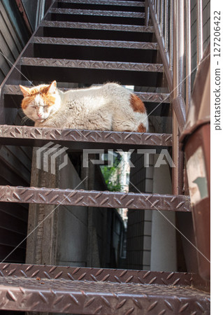 睡在樓梯上的貓 127206422