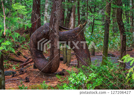 [Root-bent pine tree] Kururinpa [by the Ushidome pond] 127206427