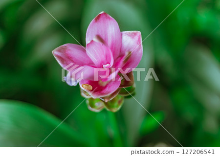 Beautiful pink Krachiao flowers in forest Beautiful pink Krachiao flowers in forest 127206541
