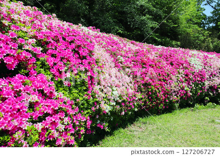 Scenery of the azalea garden 127206727