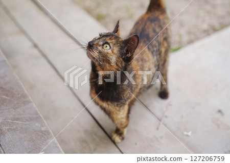 Tricolor stray cat on the street. Tricolor stray cat on the street. 127206759