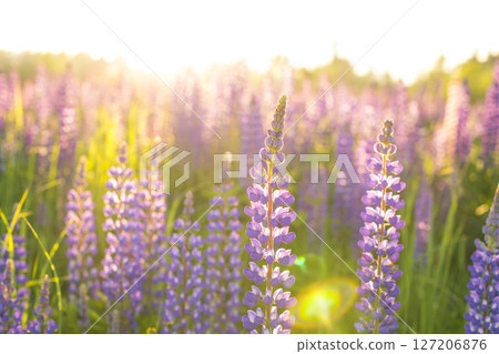 moscow, russia, 66.07.2017 A field of purple flowers with the sun shining on them 127206876