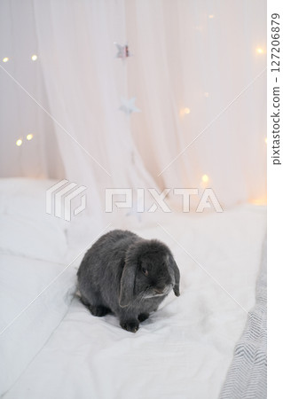 Gray rabbit sitting in a home environment Gray rabbit sitting in a home environment 127206879
