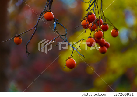 大自然中的柿子 127206931