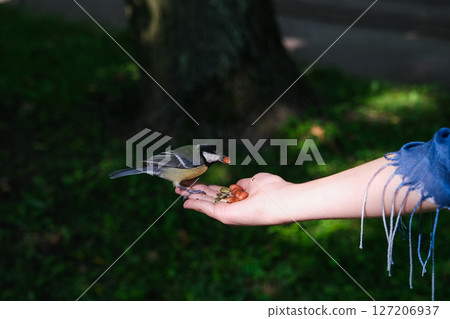A bird is perched on a person's hand, eating food A bird is perched on a person's hand, eating food 127206937