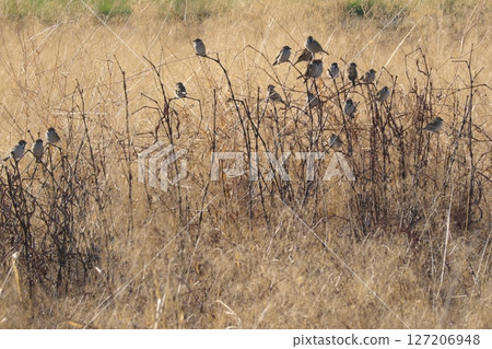 Sparrows gather in the cold, barren field Sparrows gather in the cold, barren field 127206948