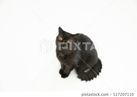 White background and black cat exotic shorthair 127207110