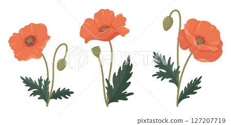 Poppies vector set. Bright various poppies in flat style 127207719