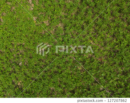 Plantain green tree Plantain green tree 127207862