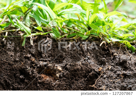 Natural soil cut with grass Natural soil cut with grass 127207867