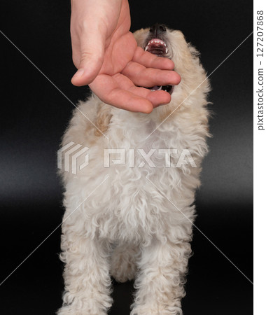 Playing with hand fluffy poodle 127207868