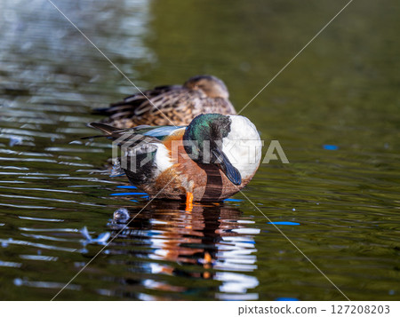 Shoveler at the water's edge 127208203