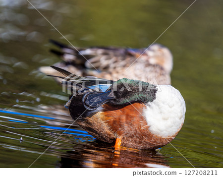 Shoveler at the water's edge 127208211