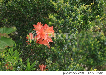 盛開的紅杜鵑花 127208584