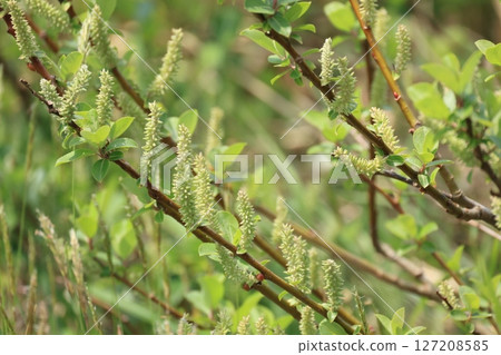 盛開的柳樹花 127208585