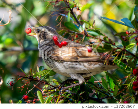 火棘和畫眉 127208607