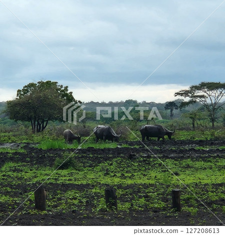 a buffalo in the Indonesian savannah Baluran National park a buffalo in the Indonesian savannah Baluran National park 127208613