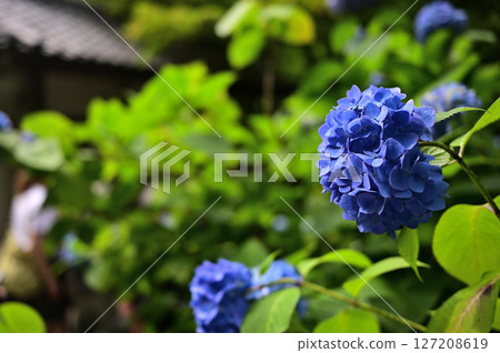 Hydrangea of Kamakura Aketsukin 127208619