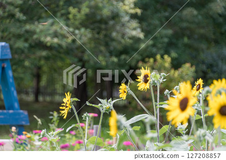 花園裡的向日葵和藍色梯子 花園裡的向日葵和藍色梯子 127208857