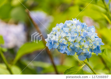 Pale blue hydrangea blooming in early summer 127208897