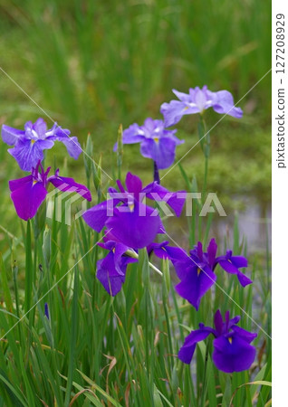 初夏盛開的本堂寺菖蒲 初夏盛開的本堂寺菖蒲 127208929