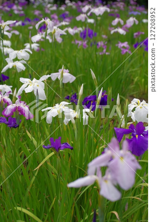 Colorful irises blooming at Hondo-ji Temple in early summer Colorful irises blooming at Hondo-ji Temple in early summer 127208952