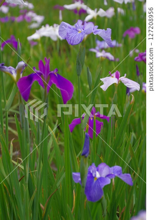 Iris flowers blooming at Hondo-ji Temple in early summer Iris flowers blooming at Hondo-ji Temple in early summer 127208956