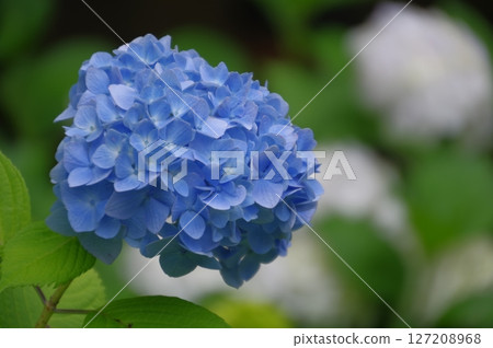 初夏本堂寺盛開的藍色繡球花 127208968