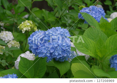 初夏本堂寺盛開的藍色繡球花 127208969