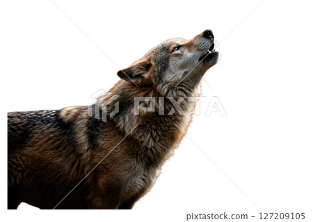 Gray wolf howling with head tilted back isolated on transparent background 127209105