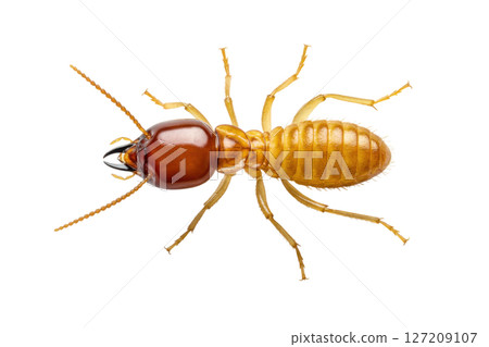 Macro view of a termite insect isolated on transparent background Macro view of a termite insect isolated on transparent background 127209107