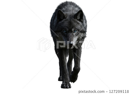 Black wolf with blue eyes walking forward isolated on transparent 127209118