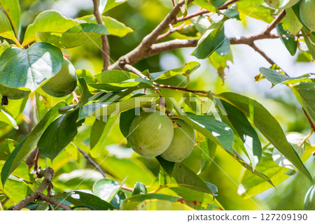 柿子樹結綠色果實 127209190