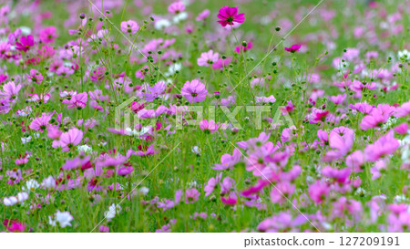 一大片波斯菊在秋風中搖曳 127209191