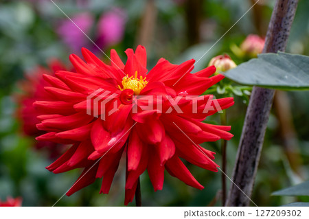夏日花園裡盛開的紅色大麗花 夏日花園裡盛開的紅色大麗花 127209302