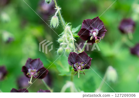 Black-flowered geranium in full bloom in a summer garden Black-flowered geranium in full bloom in a summer garden 127209306
