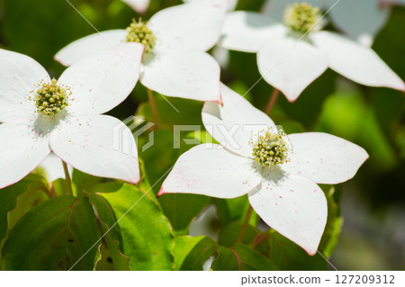 盛開的白色山茱萸花 127209312