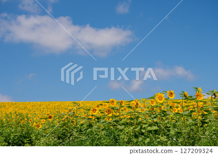 Sun flower fields in full bloom and blue sky Sun flower fields in full bloom and blue sky 127209324
