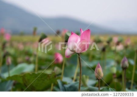Tea lotus field in Vietnam. Farming in Asian area, blossoms and foliage grow against mountain range 127209333