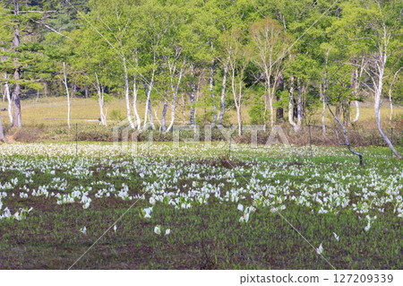 Early summer in Oze: Fresh greenery and blooming skunk cabbages from Yamanohana to Ryugu 127209339