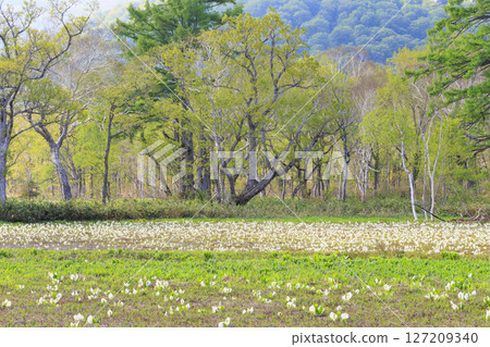 Early summer in Oze: Fresh greenery and blooming skunk cabbages from Yamanohana to Ryugu 127209340