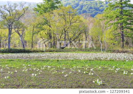 Early summer in Oze: Fresh greenery and blooming skunk cabbages from Yamanohana to Ryugu 127209341